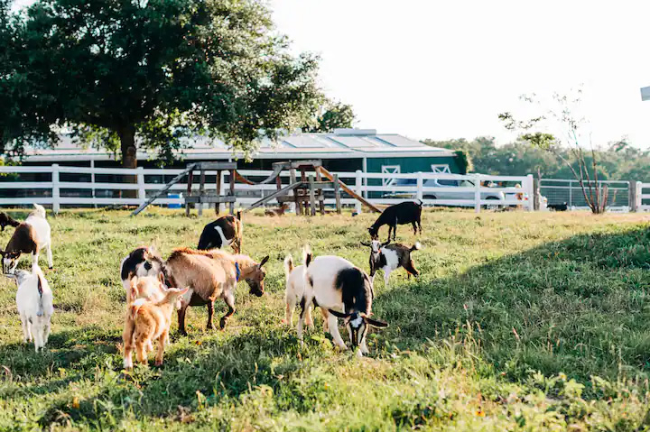 Milk & Honey Ranch - Burton, United States of America - Best Price ...