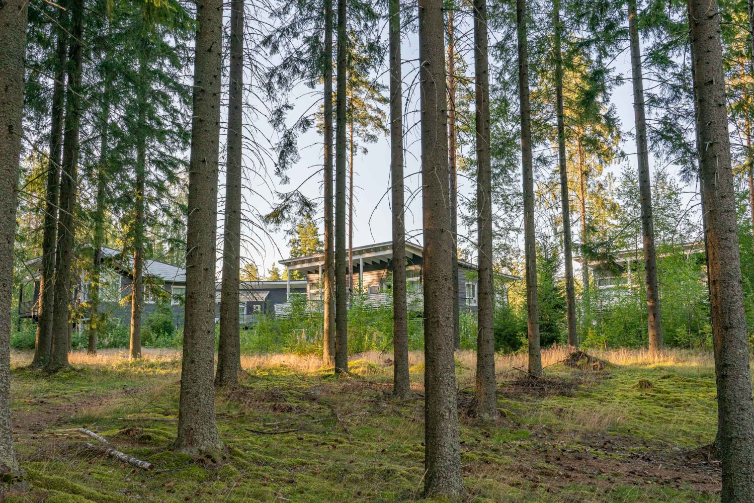 Pine forest around Saimaa LIFE